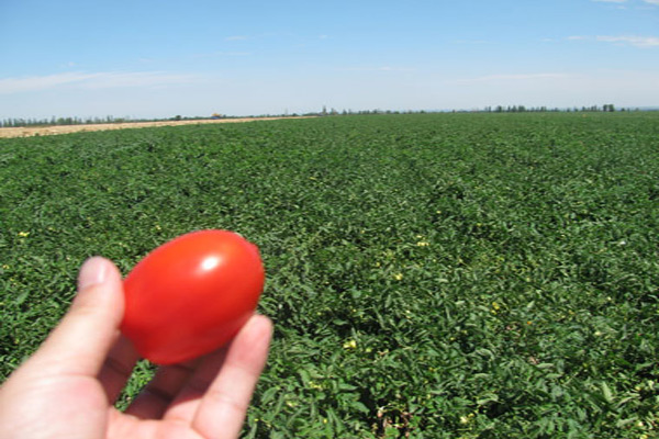 Why we eat tomato paste